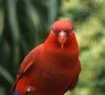 /album/lori-cerveny-red-lory/lori-cerveny-1-jpg/